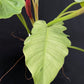Philodendron Snowdrift