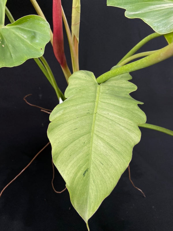 Philodendron Snowdrift