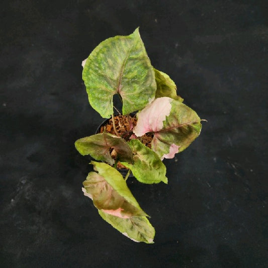 Syngonium Strawberry Ice