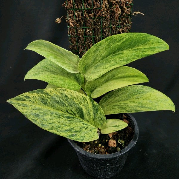 Rhaphidophora latevaginata mint