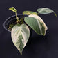Philodendron Micans variegated