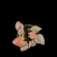 Syngonium Full Pink
