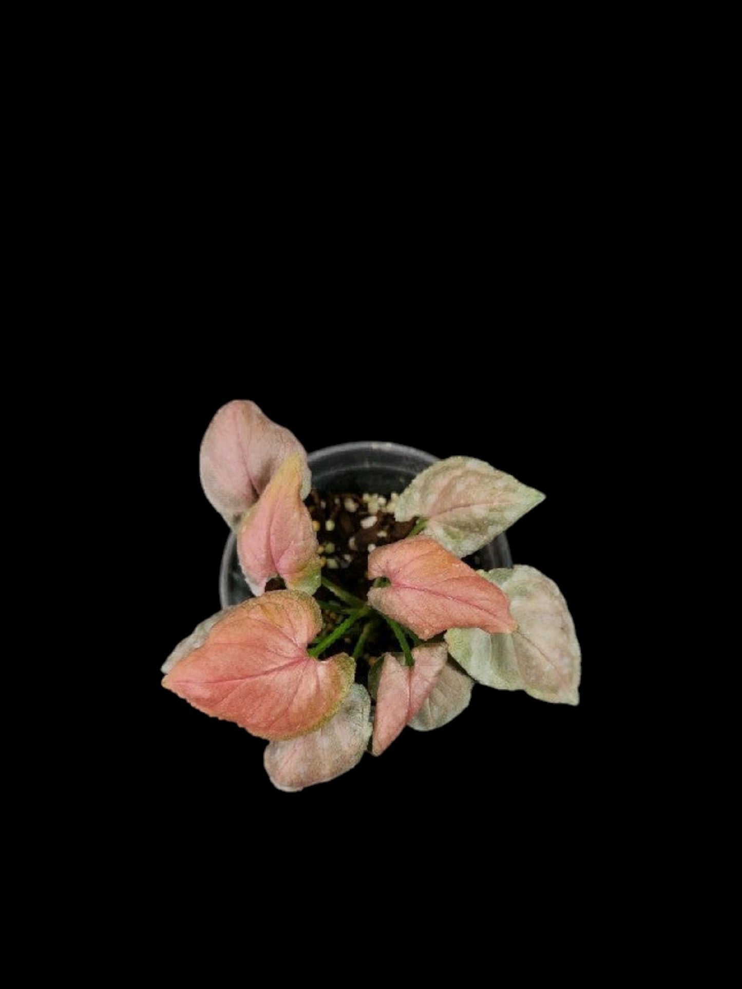 Syngonium Full Pink