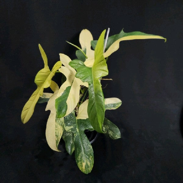 Philodendron bipennifolium variegated