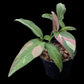 Syngonium Red Spot Tricolor
