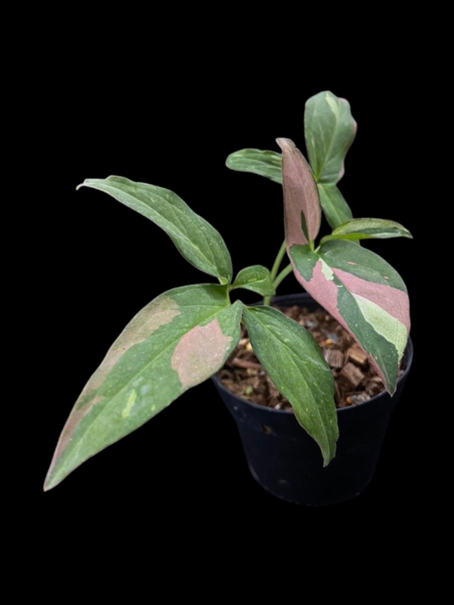 Syngonium Red Spot Tricolor