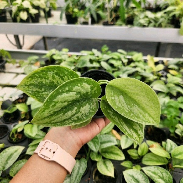 Scindapsus exotica