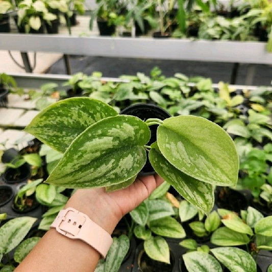 Scindapsus exotica