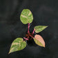 Philodendron Orange Princess Galaxy