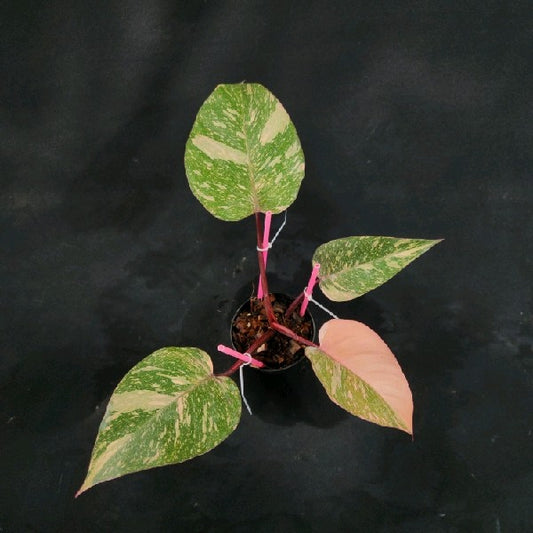 Philodendron Orange Princess Galaxy