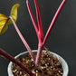 Philodendron Strawberry Shake