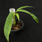 Monstera obliqua yasuni (medium)