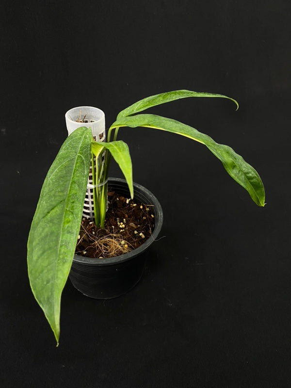 Monstera obliqua yasuni (medium)