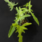 Philodendron Golden Dragon Narrow Form