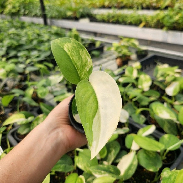 Scindapsus Jade Satin aurea