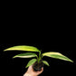 Epipremnum amplissimum aurea