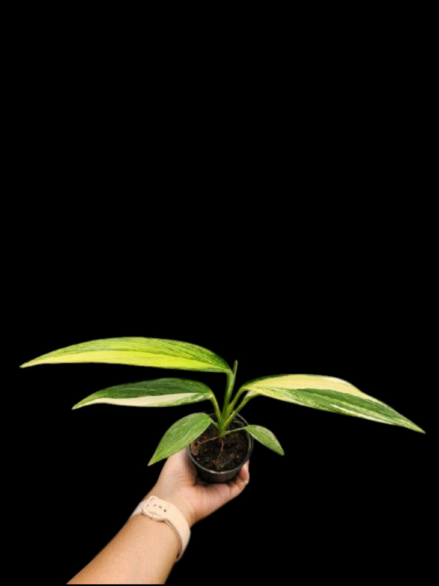 Epipremnum amplissimum aurea