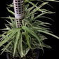 Amydrium zippelianum variegated (S)