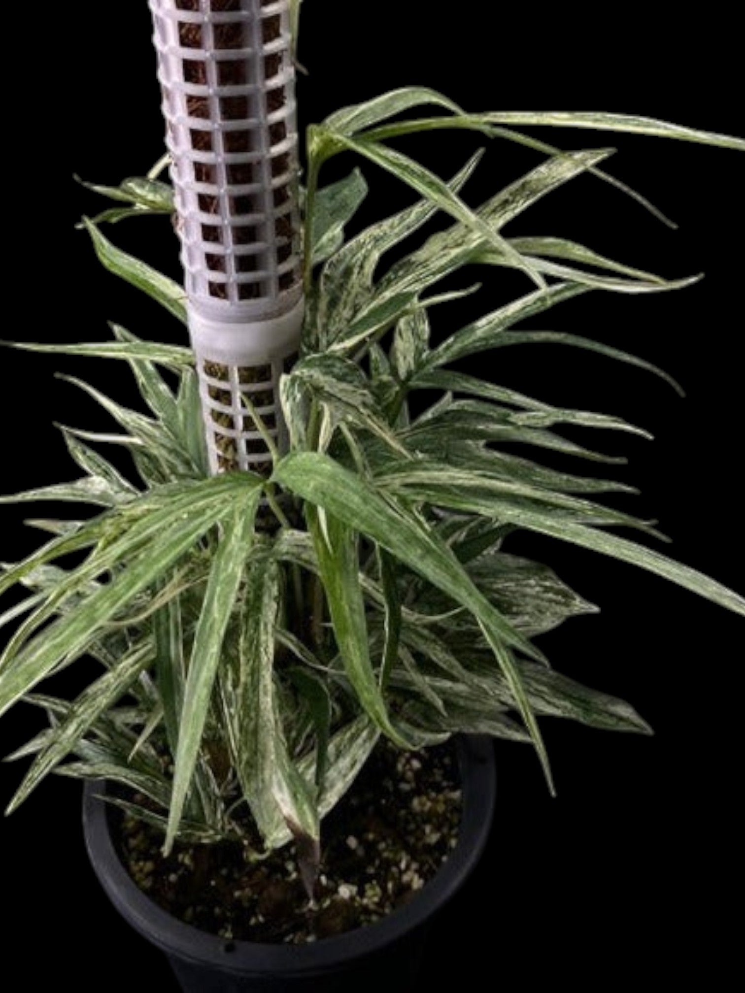 amydrium zippelianum variegata Amydrium zippelianum variegated (S) – Amazon Garden Thailand