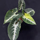 Syngonium Scrambled Eggs