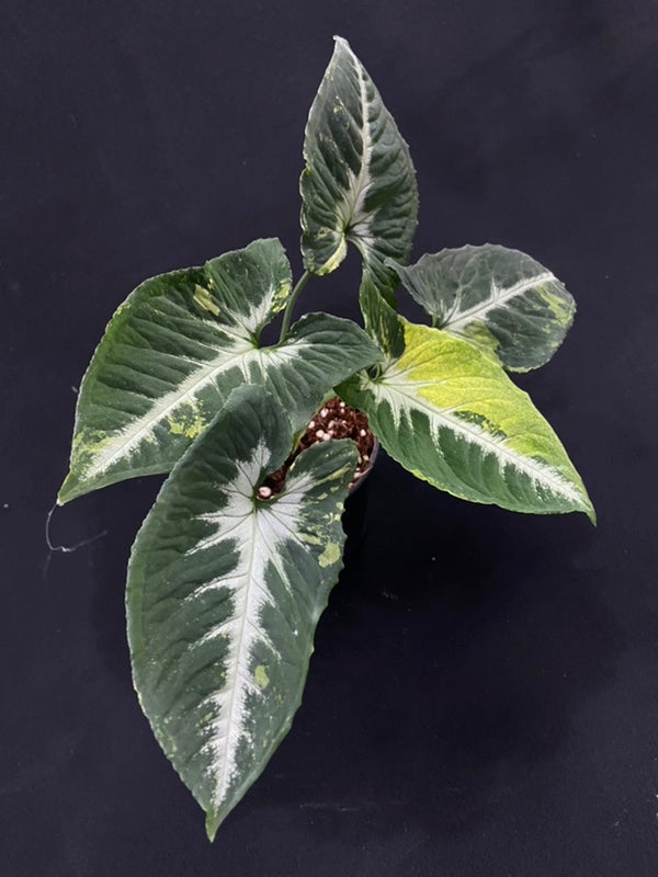 Syngonium Scrambled Eggs