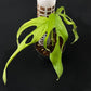 Monstera obliqua fillamentous (small)