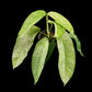 Rhaphidophora Gorilan variegated