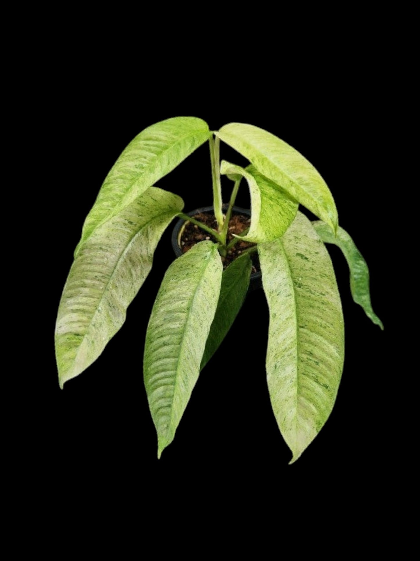 Rhaphidophora Gorilan variegated