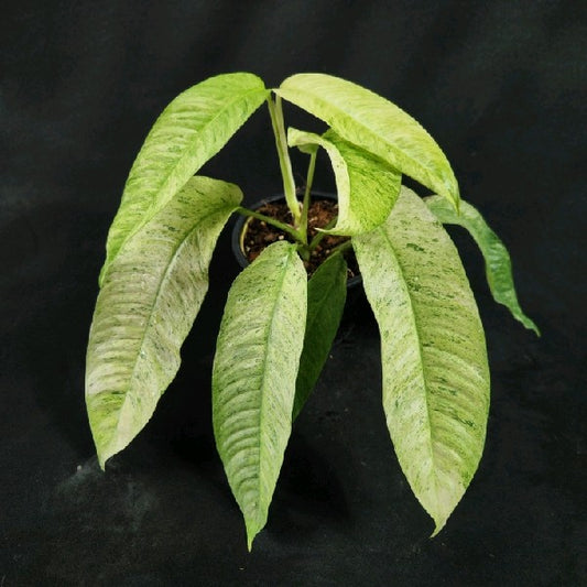 Rhaphidophora Gorilan variegated