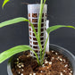 Monstera obliqua Brasil