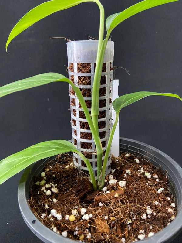 Monstera obliqua Brasil