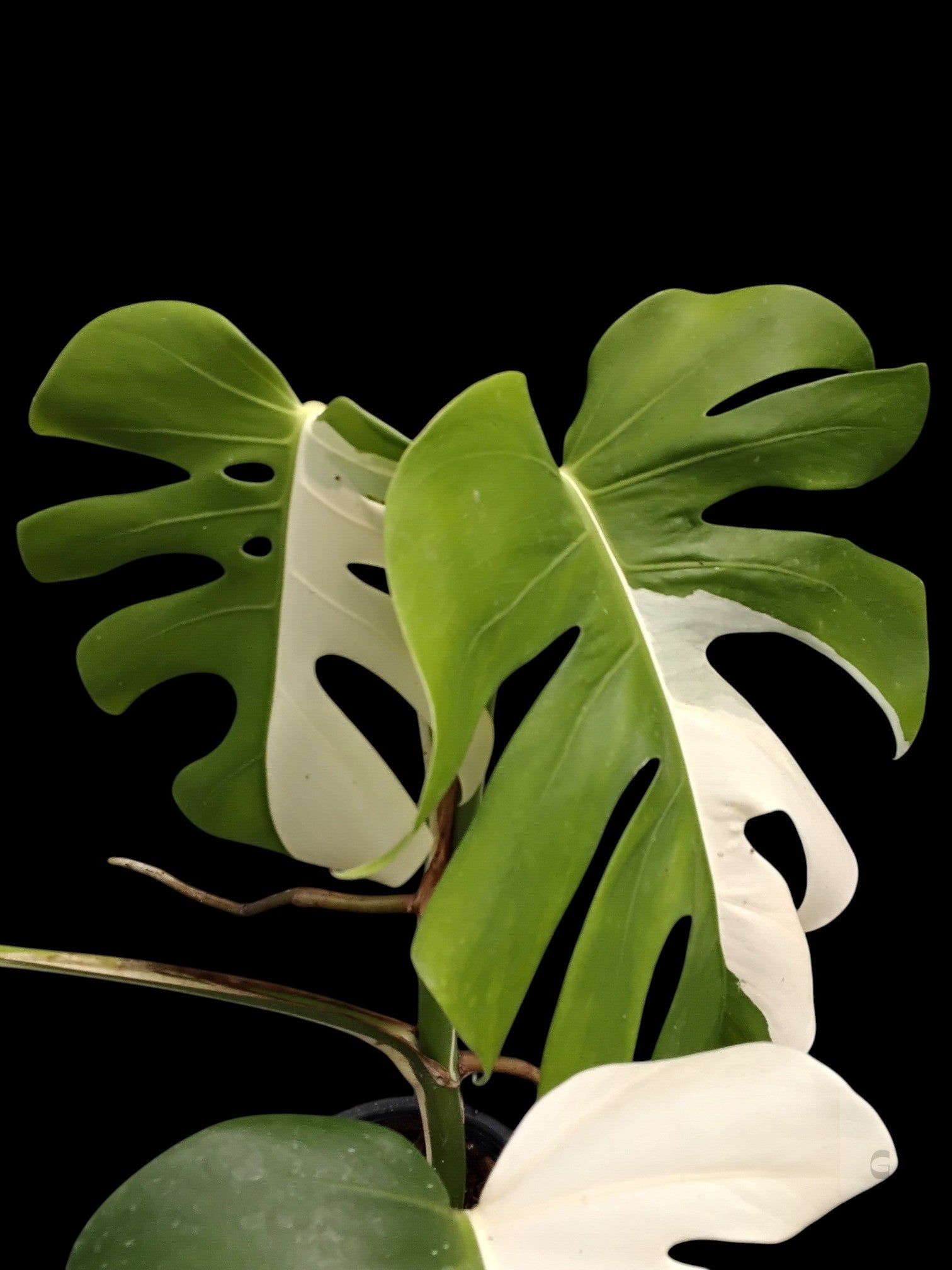Monstera deliciosa albo  Amazon Garden Thailand