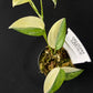 Scindapsus hederaceus variegated