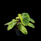 Philodendron El Choco Red x billietiae Marble