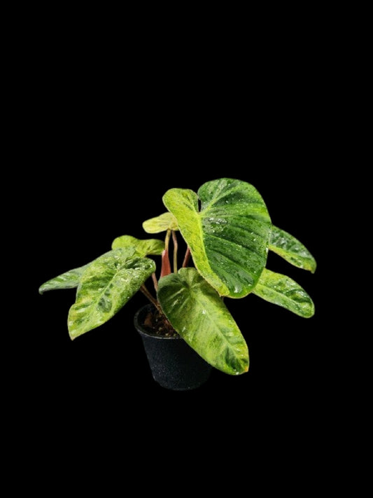 Philodendron El Choco Red x billietiae Marble