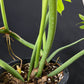 Philodendron radiatum variegated