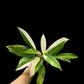 Philodendron Wende-imbe variegated