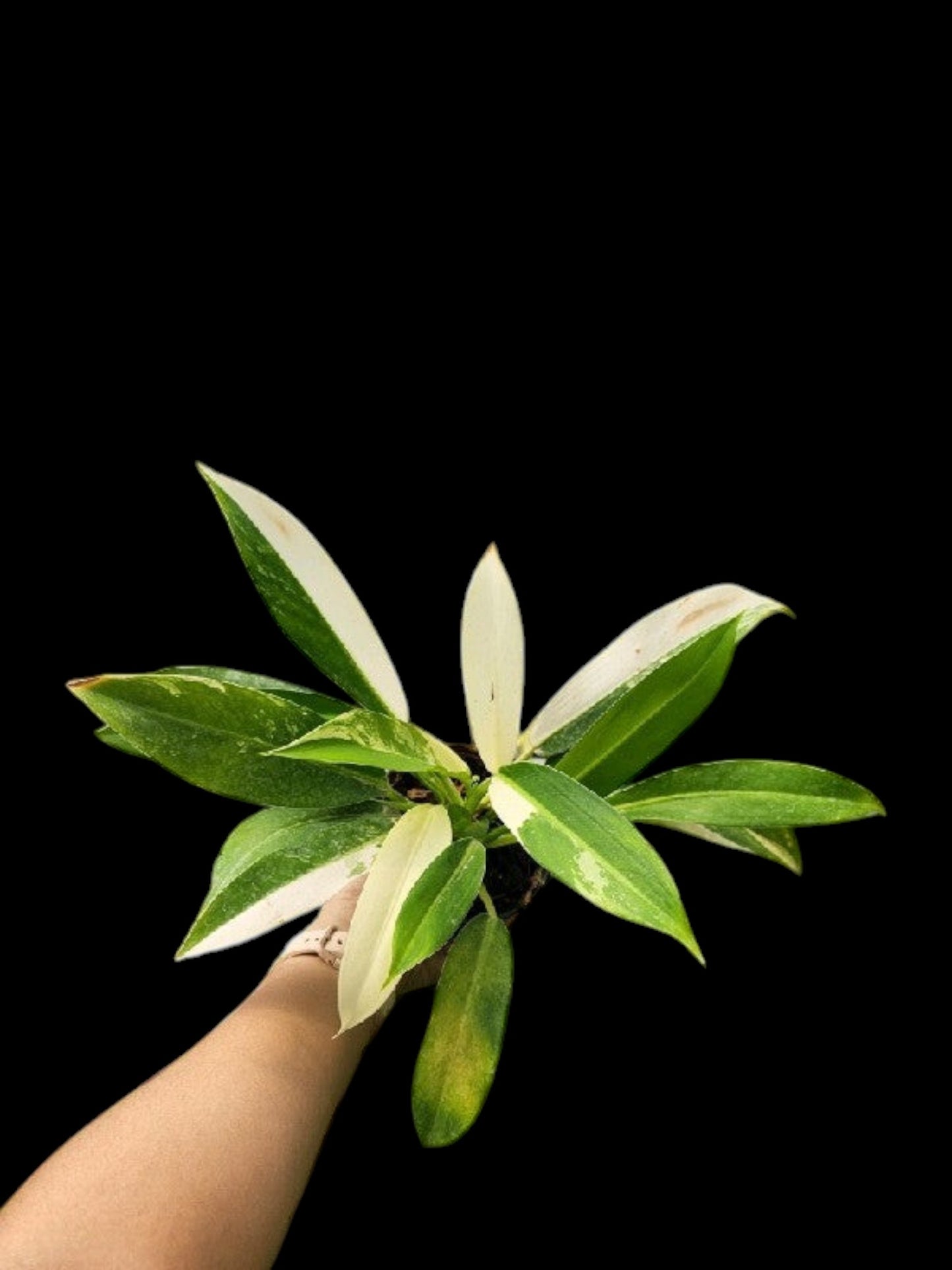 Philodendron Wende-imbe variegated