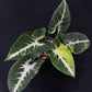 Syngonium Scrambled Eggs