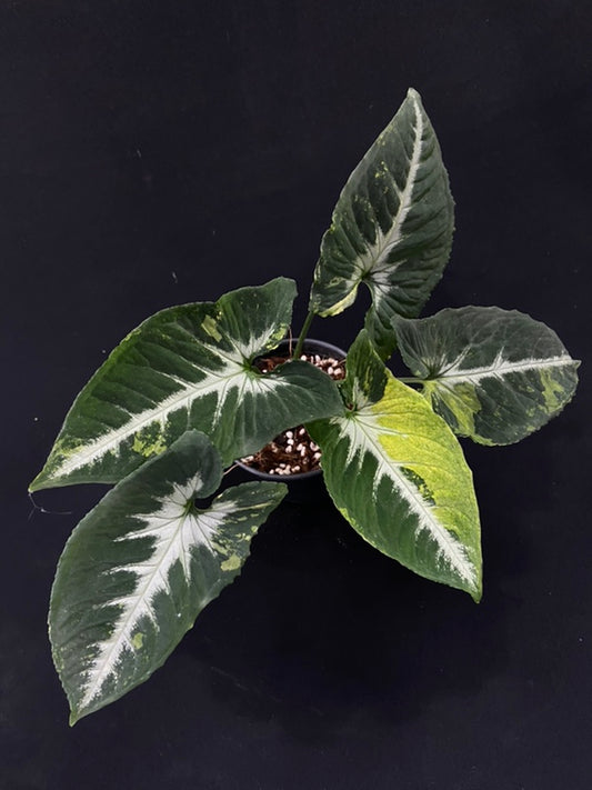 Syngonium Scrambled Eggs
