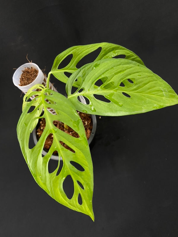 Monstera obliqua Peru Giant