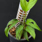 Monstera sp Tamarindo