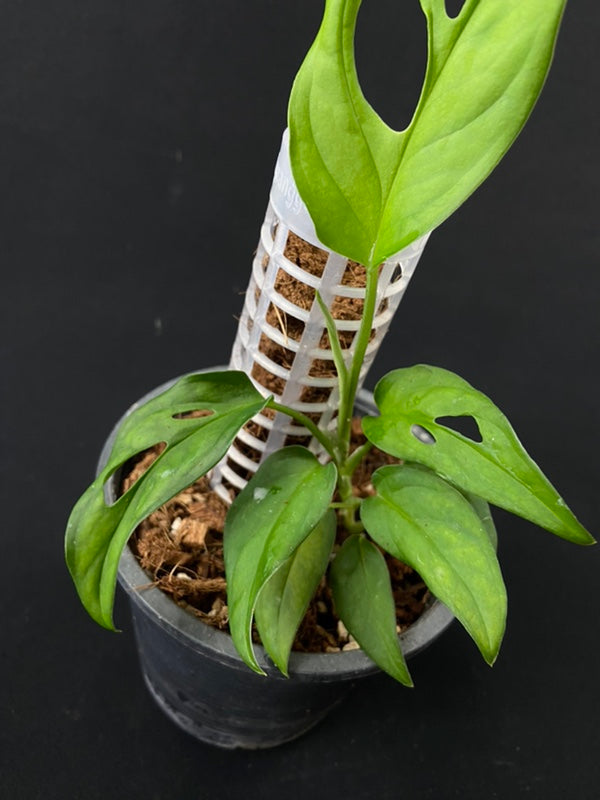 Monstera sp Tamarindo