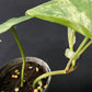 Philodendron hederaceum variegated
