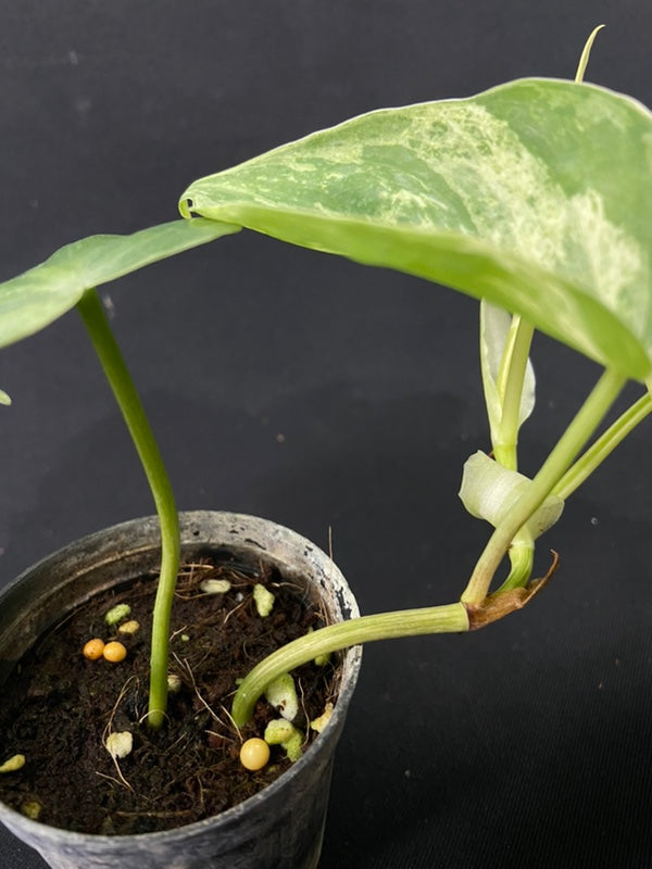 Philodendron hederaceum variegated