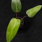 Philodendron Lincoln Park Zoo