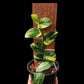 Rhaphidophora hayii aurea