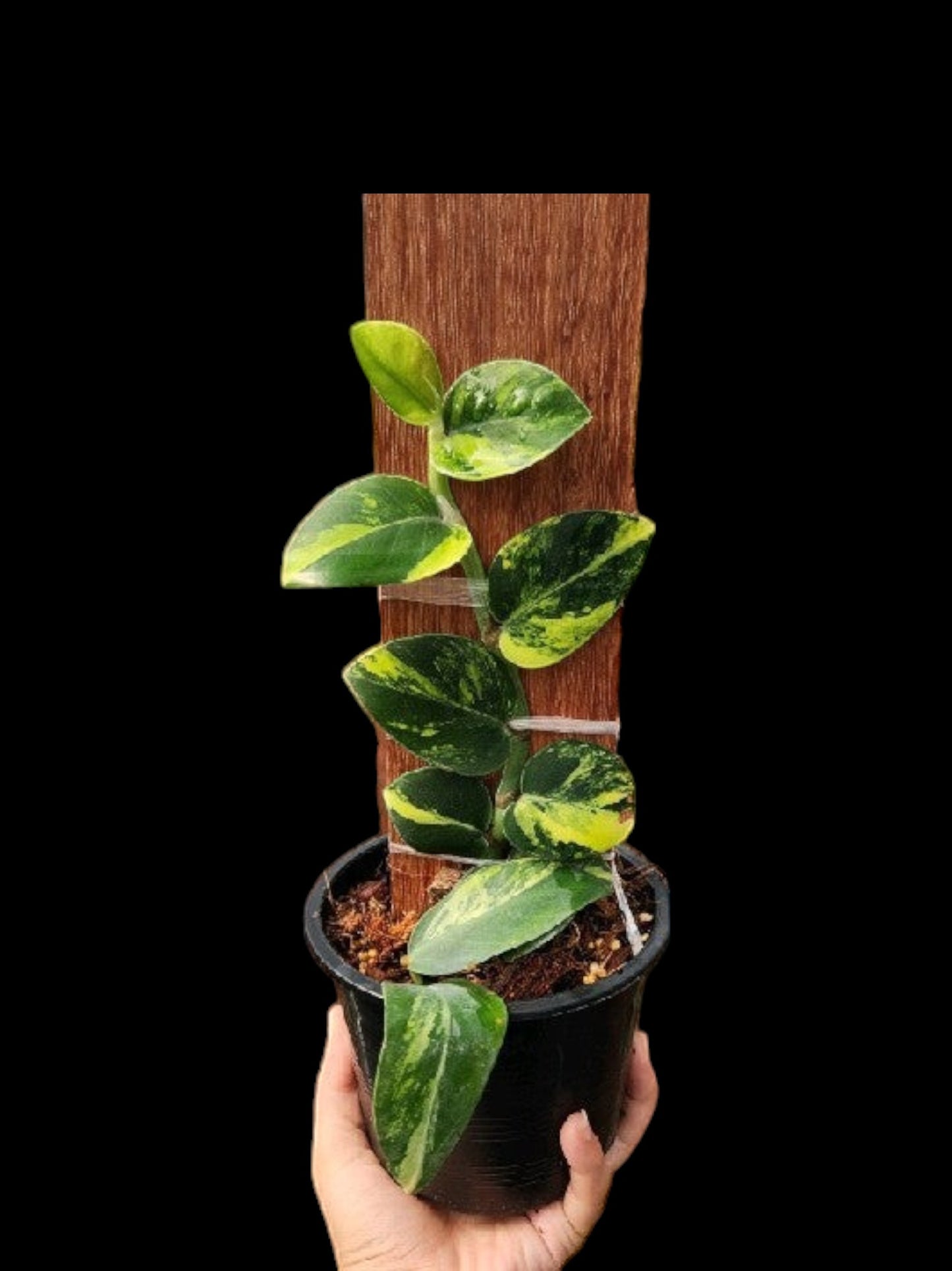 Rhaphidophora hayii aurea