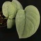 Scindapsus Platinum
