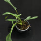 Philodendron joepii